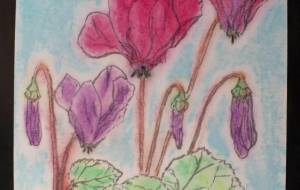 シクラメンの眼覚め - 明紅葉