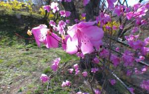 春光翔花 - 明紅葉