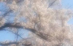 例えば母、幻覚桜、心心愛(スフマート写真桜吹雪作品) - 真鍋哲地