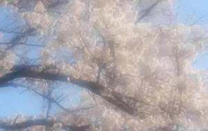 例えば母、幻覚桜、心心愛（スフマート写真桜吹雪作品） - 真鍋哲地 