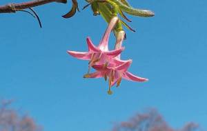 春告げと神楽す声に世は咲くら - 明紅葉