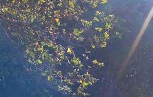 空から母さん笑顔、朝日 - 真鍋哲地