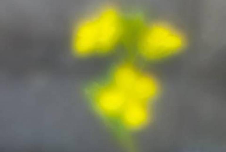 花が咲いてた、母さんと僕みたいに