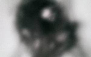 ライオンに我が子を、母シマウマ(涙) - 真鍋哲地