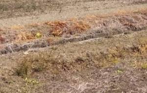 僕は、たった一人母さん恋しくて鳴いた - 真鍋哲地