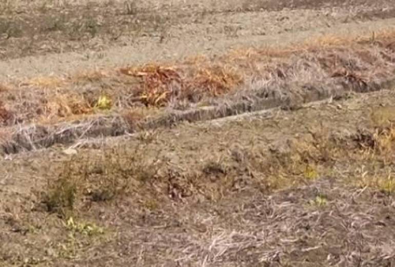 僕は、たった一人母さん恋しくて鳴いた