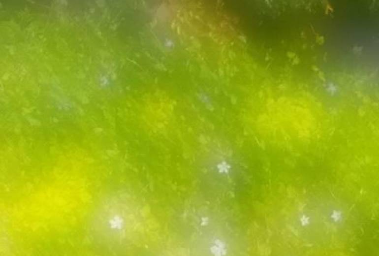 印象派的夏写真アート蜃気楼作品