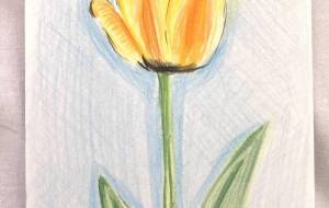 チューリップ - 星瑞紅