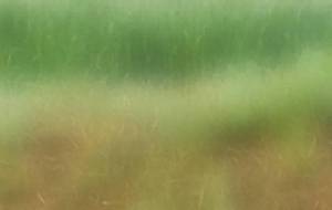 麦畑、世界中の子ども達にパンを - 真鍋哲地