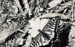 蝶の折 - 絵言葉 
