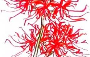 彼岸花 - さとみ