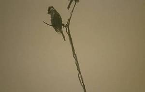 小鳥の夫婦、小さな愛(命懸けで我が子、雛を守る) - 真鍋哲地