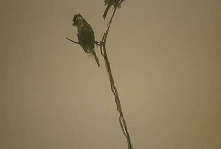 小鳥の夫婦、小さな愛（命懸けで我が子、雛を守る）