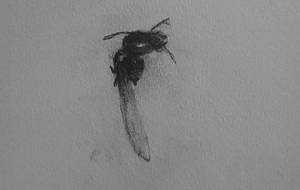 写実的レクイエム、死んでしまったスズメバチ - 真鍋哲地