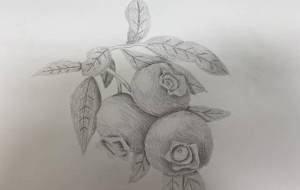 ブルーベリー - 恵麻