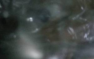 とけるくくぐ - 真鍋哲地