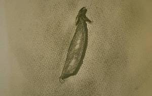 エンドウ、豆、難民キャンプの人気者、多分(笑) - 真鍋哲地