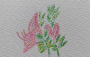 夜に咲くつつじ - tampopo-chie