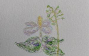 微笑みかけてくれた花 - tampopo-chie