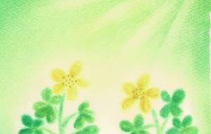 オッタチカタバミ第二弾 - naomi