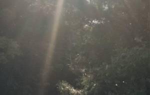 自然、僕の投影症候群ドキュメント - 真鍋哲地