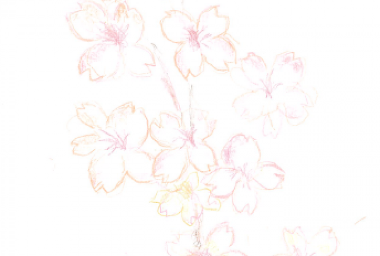 季節花：桜 - artshu1 