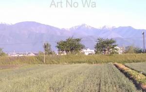 哲地くんこれがこっちの麦畑です。 - 久保田 俊