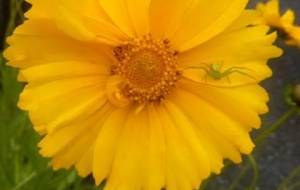 てつじのさんさくシリーズ!(僕は守ってるぞ!) - 真鍋哲地