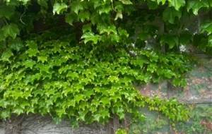 緑のカーテン(てつじのお散歩シリーズ!) - 真鍋哲地