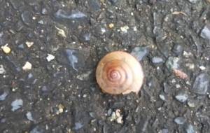 てつじのお散歩しりぃず(カタツムリ) - 真鍋哲地