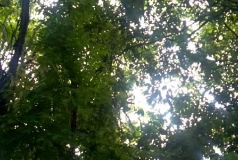 森林浴、ナイーブに（都会の人達へ僕のメセージ）