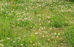 てつじのお散歩しりぃず(野花、道) - 真鍋哲地