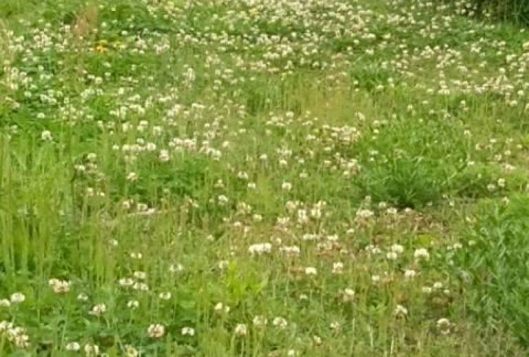 てつじのお散歩しりぃず（野花、道）