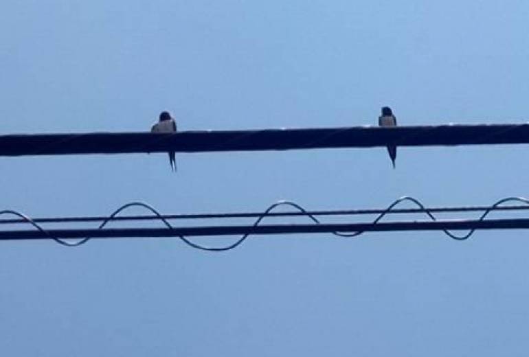 青空のつばめ（久保田　君）こっちはつばめが飛びまくってます