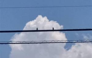 (夏の二匹)夏、本当に癒されたありがとう - 真鍋哲地