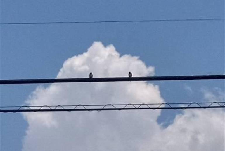 （夏の二匹）夏、本当に癒されたありがとう