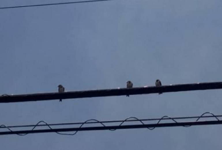 ボクたちともだち（君たちが大好き！）