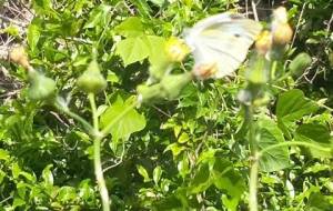 愛、蝶々(てつじのおさんぽしりぃず) - 真鍋哲地