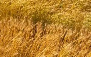 てつじのおさんぽしりぃず(麦畑黄金色?) - 真鍋哲地