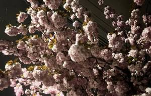 夜桜 - 天琉