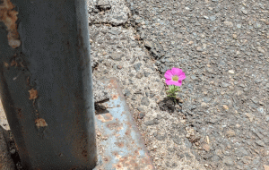 目立たぬように - 悠希コウ