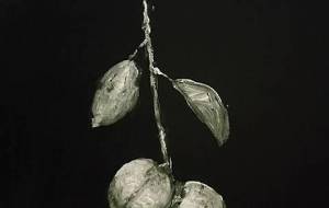 母さんの、大好きな柿 - 真鍋哲地