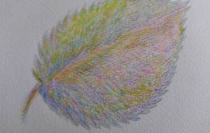 風にも負けないアジサイの葉っぱ - 【イベント】可能性アートプロジェクト 2024