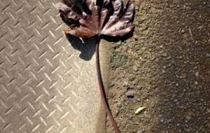 神様の涙、君は寂しそうに風に揺れてた(枯れ葉の讃美歌) - 真鍋哲地