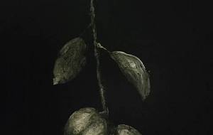 柿新バージョン - 真鍋哲地