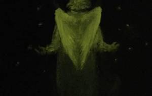 撮影明暗違いバージョン 3蛍ばあちゃん - 真鍋哲地