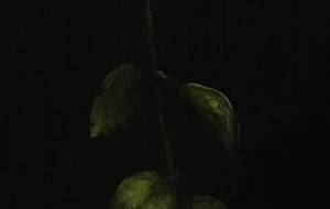 暗闇柿、最終バージョン - 真鍋哲地