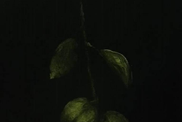 暗闇柿、最終バージョン - 真鍋哲地 
