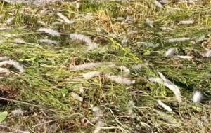 戦国の生き残りみたい(笑) - 真鍋哲地