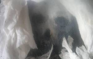 死神レクイエム残美歌 - 真鍋哲地